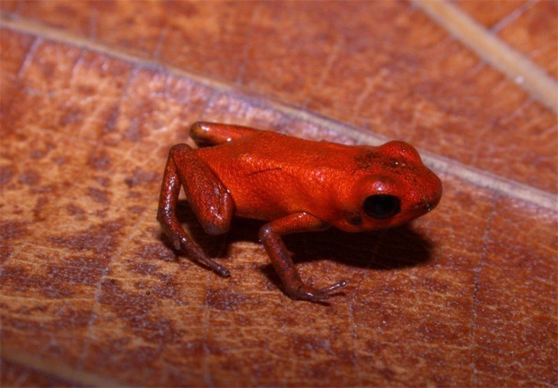 New Poison Dart Frog Species Discovered in Donoso, Panama