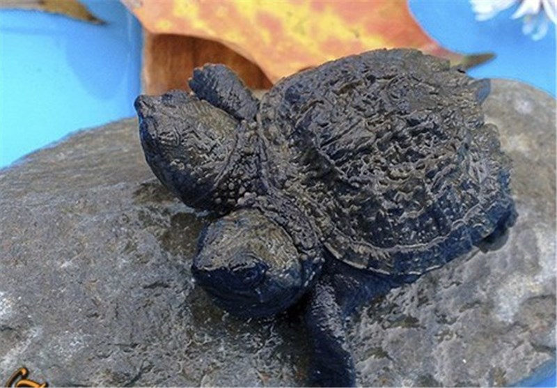 تصاویر لاک‌پشتی با دو سر