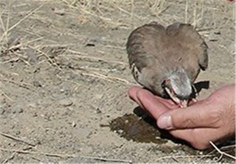 هیچ پروانه‌ای برای شکار پرندگان در استان تهران صادر نشده است