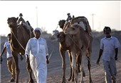 تصاویر مسابقه شتر سواری