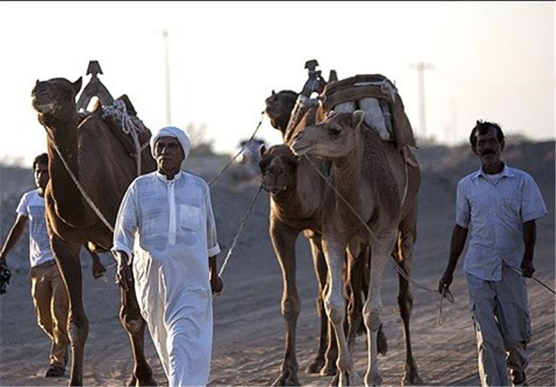 تصاویر مسابقه شتر سواری