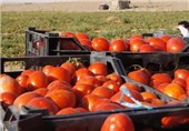 برداشت گوجه فرنگی از مزارع شهرستان میامی+ تصاویر