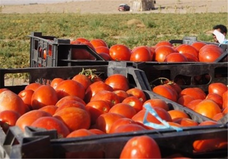 برداشت گوجه فرنگی از مزارع شهرستان میامی+ تصاویر