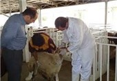 طرح واکسیناسیون تب برفکی دام روستایی در استان سمنان آغاز شد