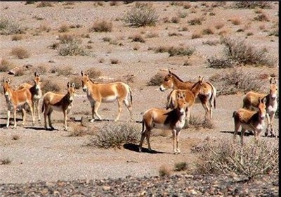 حفاظت،فارس،محيط،زيست،ملي،وحش،مديركل،حيات،مديريت،گورخر،تدوين، ...