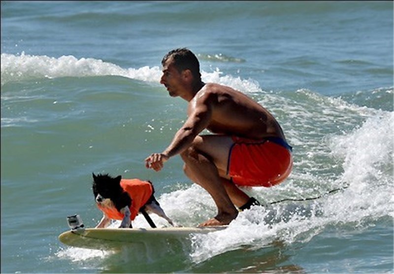 تصاویر مسابقات موج سواری سگ ها‎