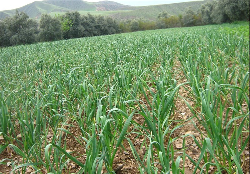 یک ماده غذایی فوق‌العاده