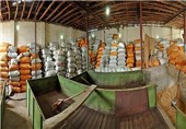 خرید توافقی برنج کیفی در گیلان توسط دولت تمدید شد