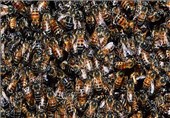 صدها هزار زنبور وسط اتوبان + تصویر