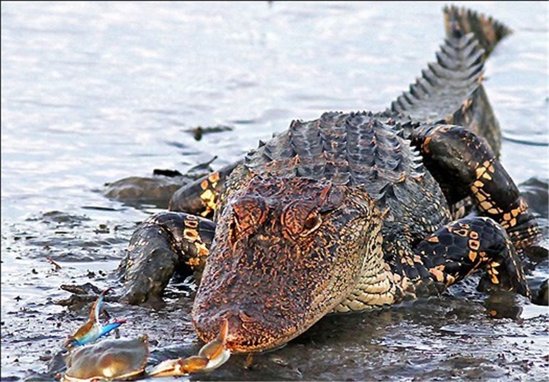 تمساح یک کودک دو ساله را در فلوریدا ربود+تصاویر