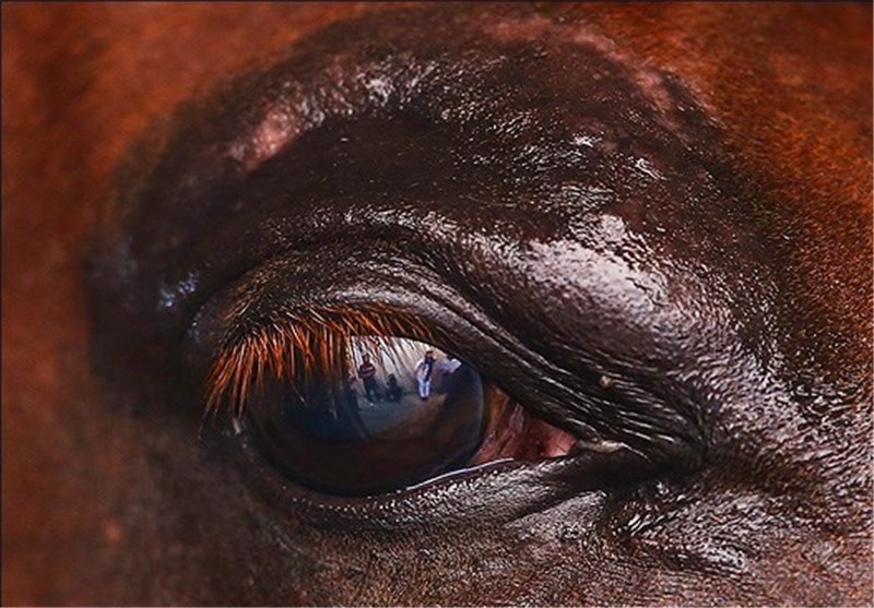 تصاویر مسابقات قهرمانی زیبایی اسب اصیل عرب