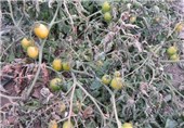 باغات هلو و شلیل اسدآباد دچار سرمازدگی شدند
