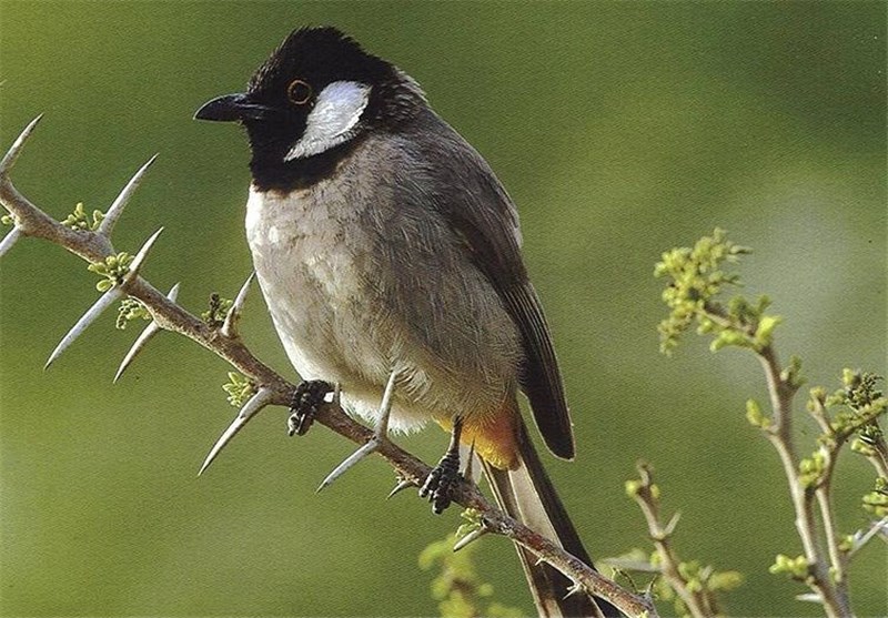 آزاد سازی پرندگان در فرهنگسراها یک برنامه مستمر است