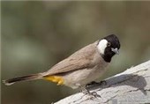 آزاد‌سازی بلبل توسط شهرداری نوعی فرهنگ‌سازی در راستای حفاظت از پرندگان