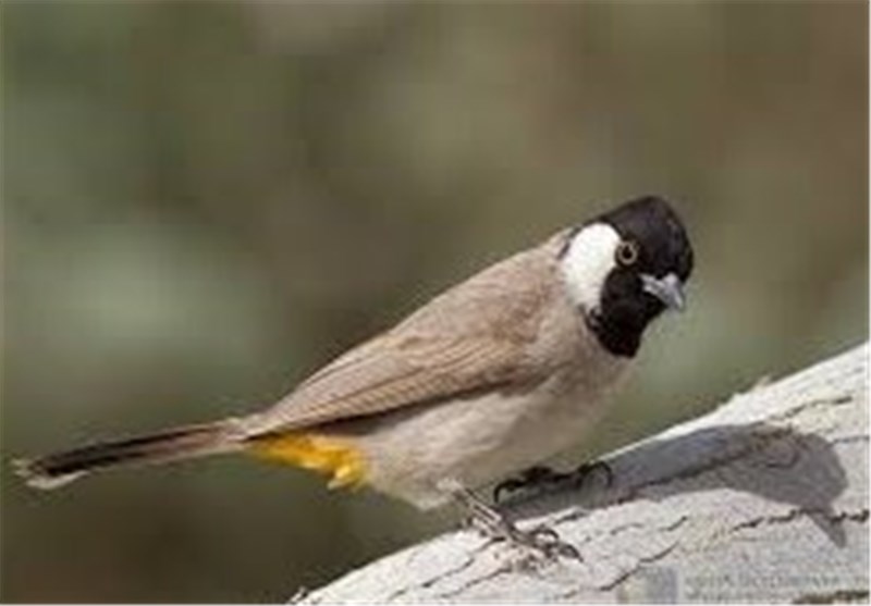 آزاد‌سازی بلبل توسط شهرداری نوعی فرهنگ‌سازی در راستای حفاظت از پرندگان