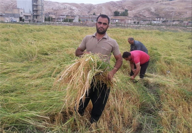برداشت محصول برنج از شالیزارهای دره‌شهر+ تصاویر- اخبار استانها تسنیم |  Tasnim