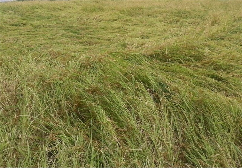 بحران آب سطح زیر کشت برنج طارم را کاهش داد