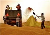 تولید گندم در کرمان به 6 تن در هکتار افزایش می‌یابد