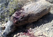 شکارچیان با سگ‌های شکاری 4 راس گراز را در لرستان کشتند+تصاویر