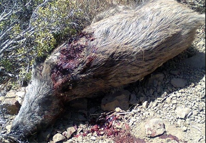 شکارچیان با سگ‌های شکاری 4 راس گراز را در لرستان کشتند+تصاویر