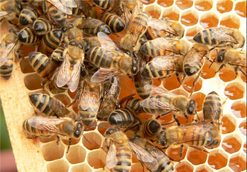 سالانه 295 تن عسل در اردبیل تولید می‌شود