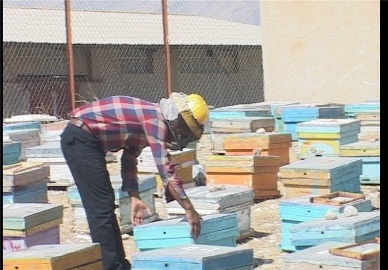 سالانه 4 هزار تن عسل در شهرستان اردبیل تولید می‌شود
