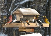 Climate Change Alters Cast of Winter Birds