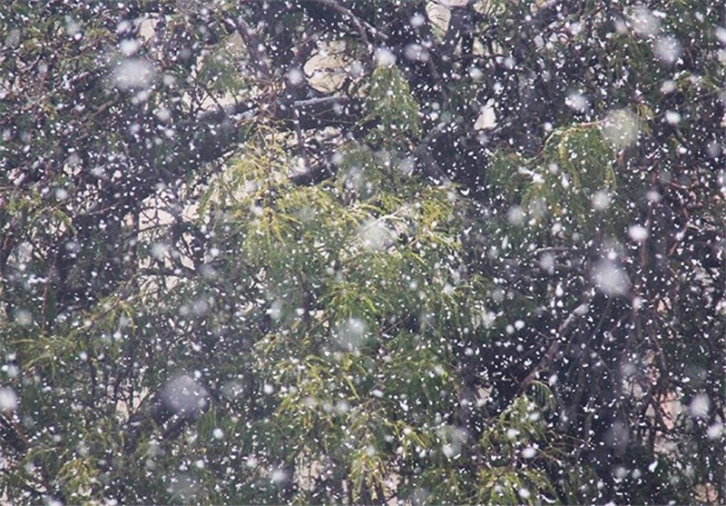 نخستین برف زمستانه شیراز را سفیدپوش کرد