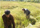 برداشت برنج راتون در 1700 هکتار از شالیزارهای شهرستان املش پایان یافت