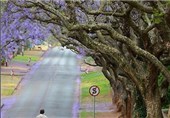 تصاویر شکوفه دهی درختان جاکاراندا در پرتوریا