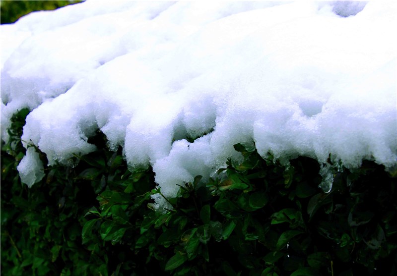 بارش نخستین برف در ارتفاعات کرکس نطنز