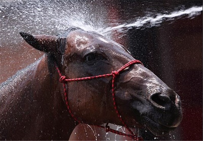 تصاویر اسب در فرهنگ مکزیک
