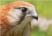 پرنده شکاری در معرض انقراض در عسلویه کشف شد