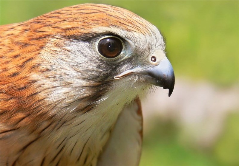 پرنده شکاری در معرض انقراض در عسلویه کشف شد