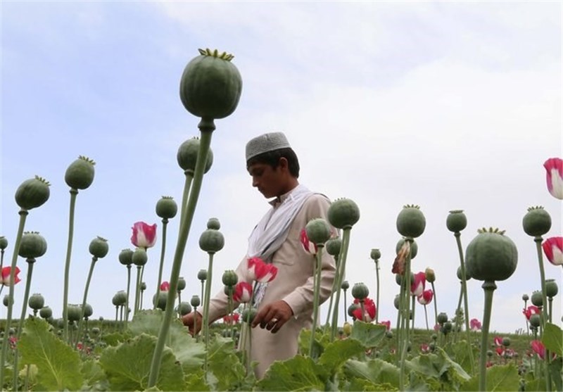 Afghan Opium Production 40 Times Higher since US-NATO Invasion
