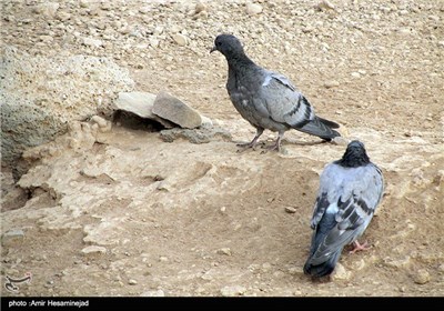 قبرستان بقیع و مزار مطهر امام سجاد(ع) - مدینه