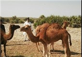 دوره آموزشی درباره بیماری مرس در بخش چاهان نیکشهر برگزار شد