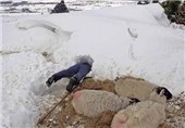 10 چوپان با 2 هزار گوسفند در شیروان گرفتار کولاک شدند
