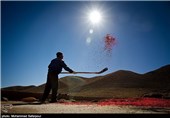 راه‌اندازی گمرک رسمی صادرات زرشک در استان خراسان جنوبی در دستور کار است