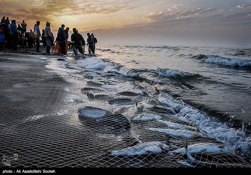 گیلان|‌ 1000 تن ماهی استخوانی امسال از دریای خزر صید شد