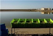 تولید میگو در استان بوشهر 60 درصد افزایش یافت