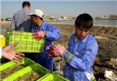 50 هزار لارو میگو در مزارع پرورش ماهی دره شهر رهاسازی شد