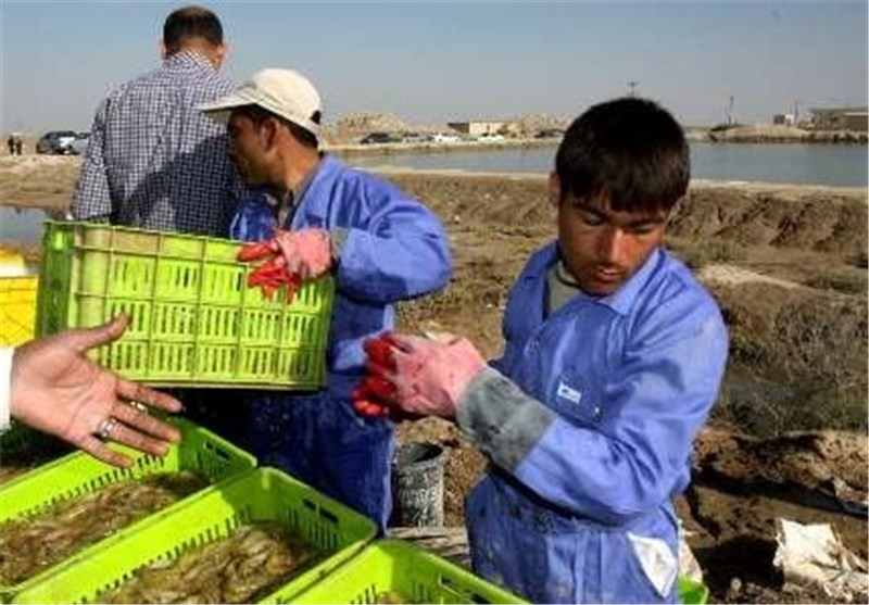 75 درصد میگوی پرورشی کشور در استان بوشهر تولید می‌شود