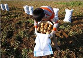 صادرات سیب‌زمینی در اردبیل تا 89 درصد افزایش یافت