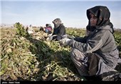 شکر تلخ سهم کشاورزان اقلیدی از مطالبات یک ساله