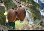 برداشت کیوی - مازندران
