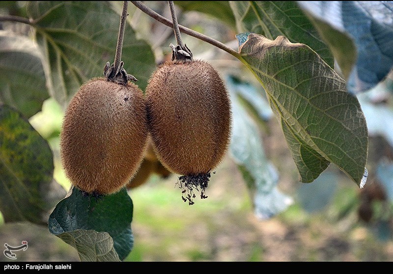 این قسمت‌ها از مواد غذایی که دور ریخته می‌شود، دارو هستند!