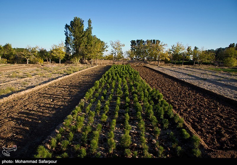 توسعه و بهسازی باغات سطح استان گیلان با سرعت بیشتری انجام می‌شود
