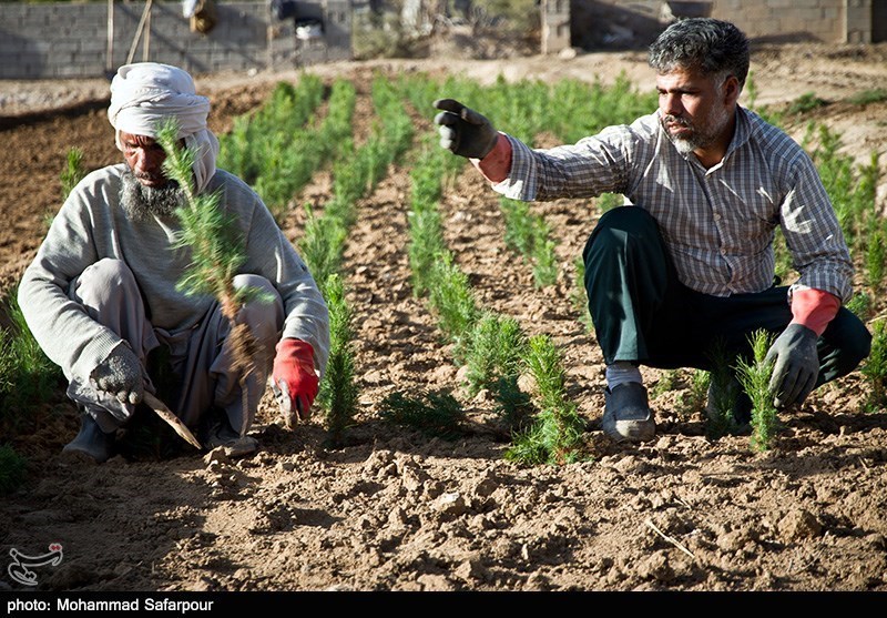 800 هزار اصله نهال در استان سمنان توزیع می شود- اخبار استانها تسنیم ...