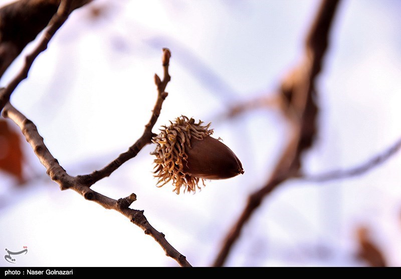 شیراز| خشکیدگی درختان جنگلی بلوط فارس تحت کنترل است